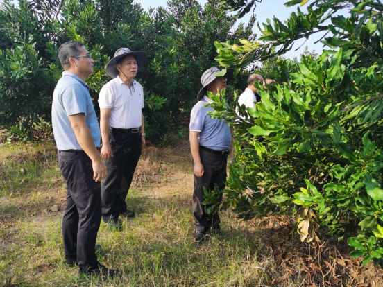 220909江门市自然资源局赴阳江市调研澳洲坚果产业 (3).jpg