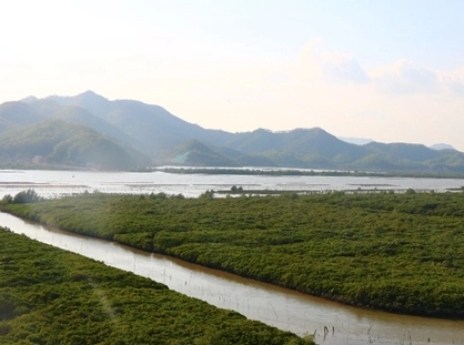 250108再创佳绩!江门3处红树林湿地入选省级重要湿地 (2).jpg
